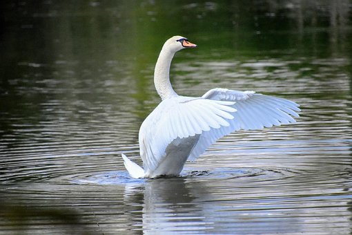 Free Swan Bird photo and picture