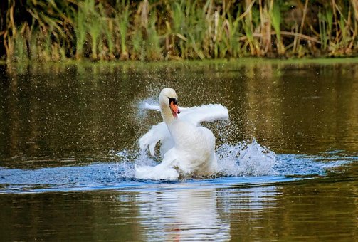 Free Swan Bird photo and picture