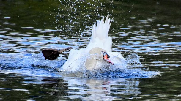 Free Swan Bird photo and picture