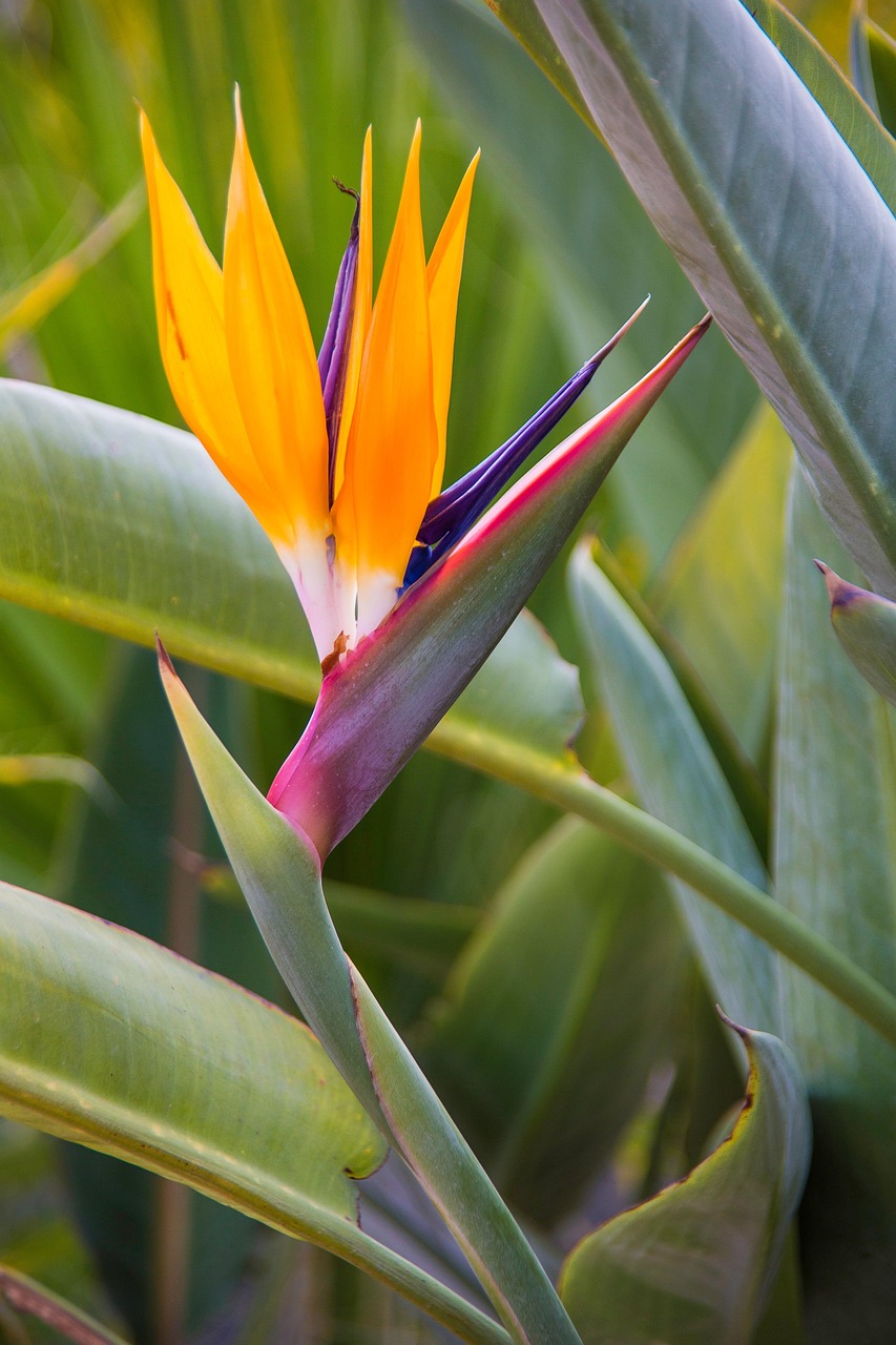 Strelitzia Bird Of Paradise Flower - Free photo on Pixabay