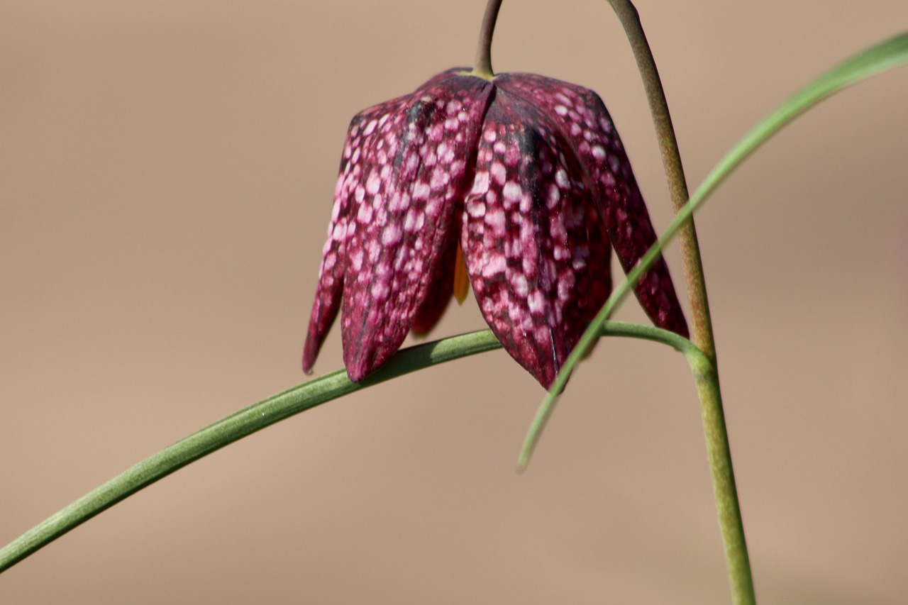 chess flower, nature, chequered, beautiful flowers, flower wallpaper, subscribe to, fritillaria meleagris, checkered flower, flower background, petals, bulb plant, flower