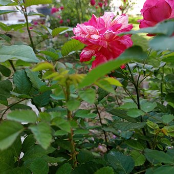 Free Cultivated Flower Flower photo and picture