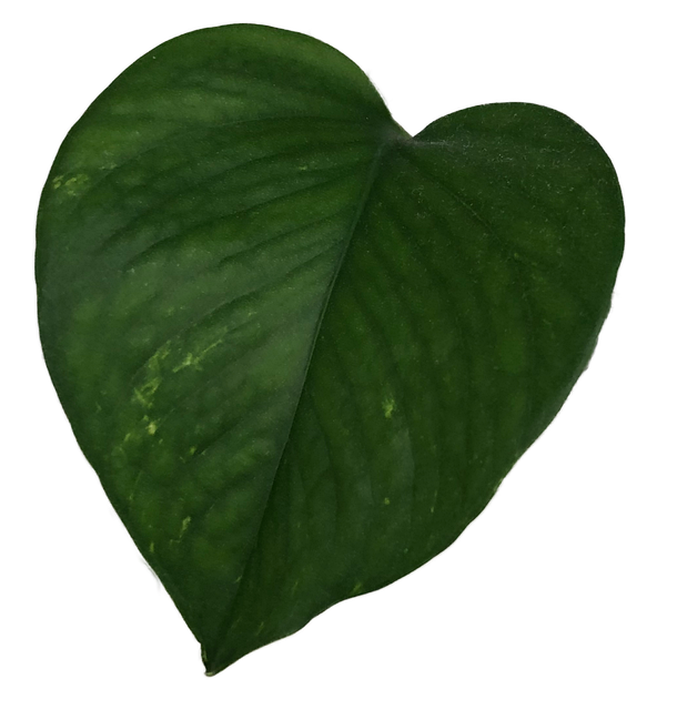Free Plant Ivy illustration and picture