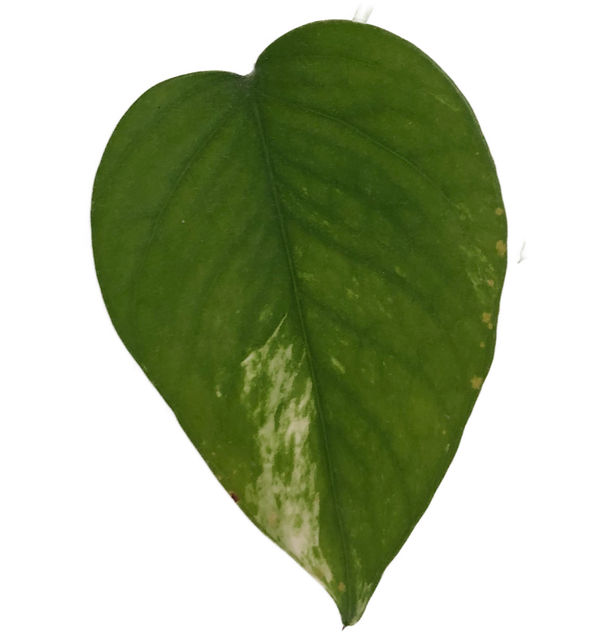 Free Euthymium Nature photo and picture