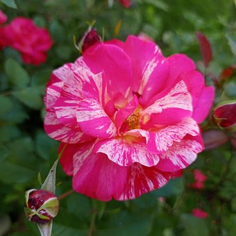 Free Flower Hybrid photo and picture