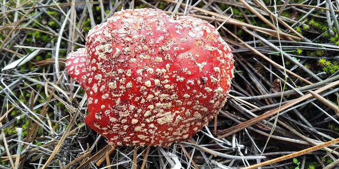 Free Mushroom Forest photo and picture