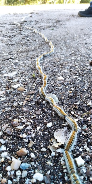 Free Processionary Caterpillars photo and picture