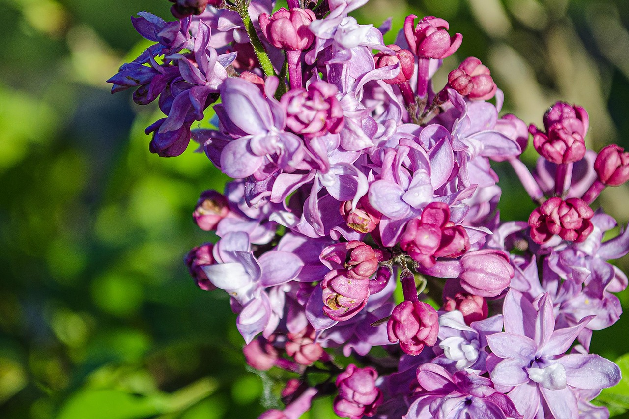 Nature Fleur Fleurir - Photo gratuite sur Pixabay - Pixabay