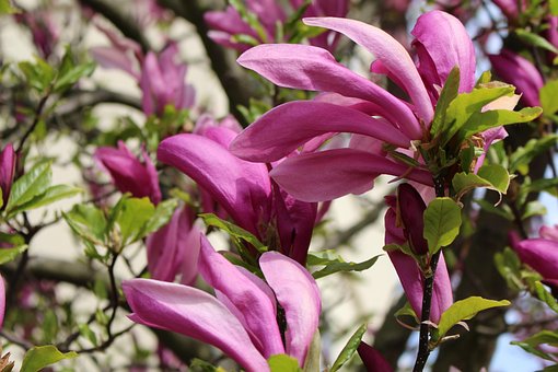 Magnolie, Feder, Die Natur, Blumen