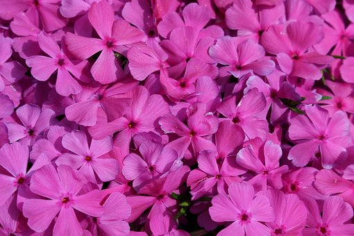 Phlox, Phloxen, Rosa Hintergrund, Rosa