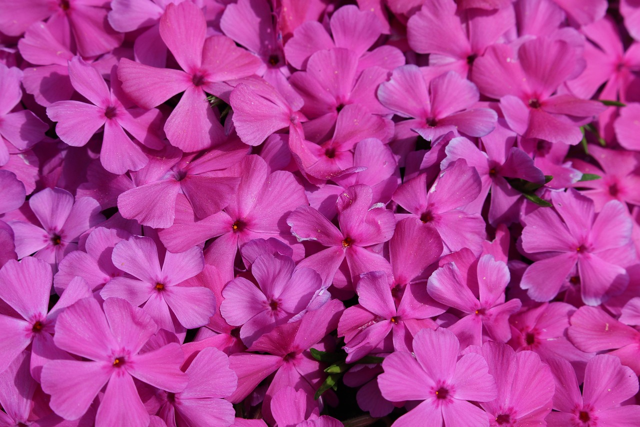 Pink Background - Free photo on Pixabay - Pixabay