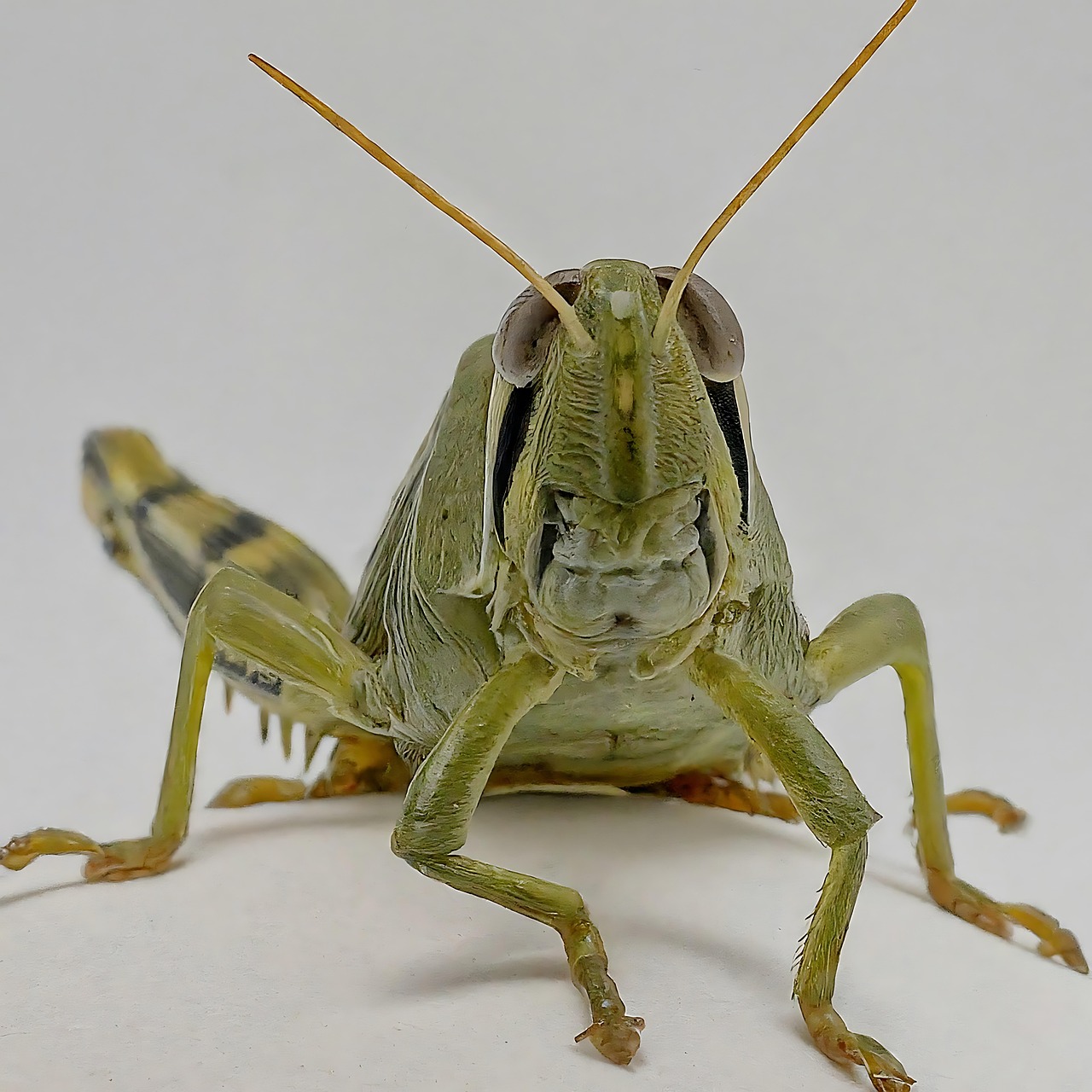Download black and yellow grasshopper grasshopper insect royalty