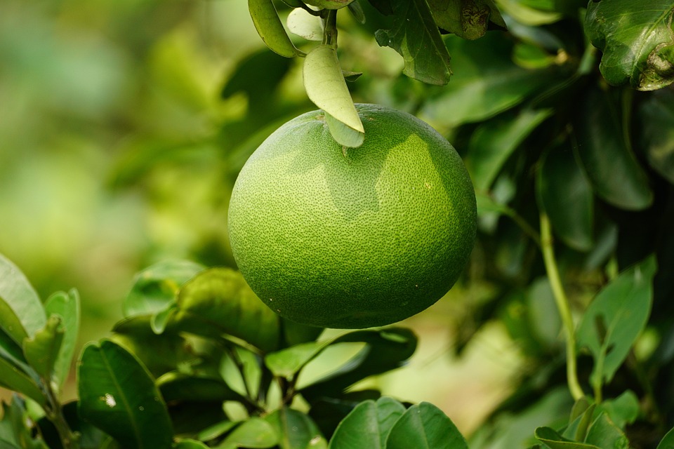 Pummelo Closeup Pomelo - Free photo on Pixabay - Pixabay