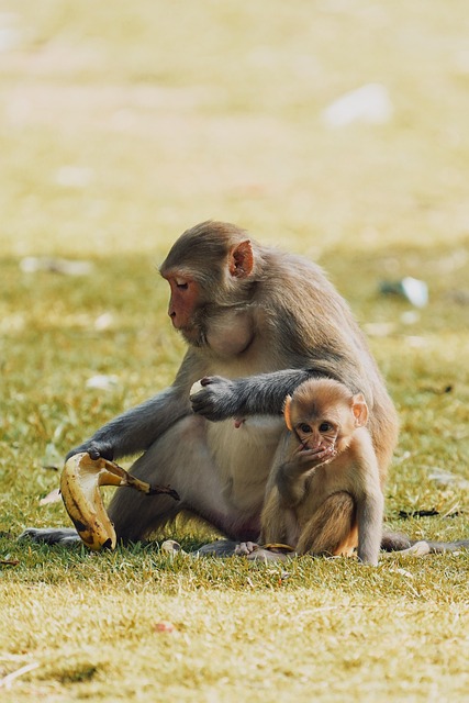 Free Monkeys Primates photo and picture