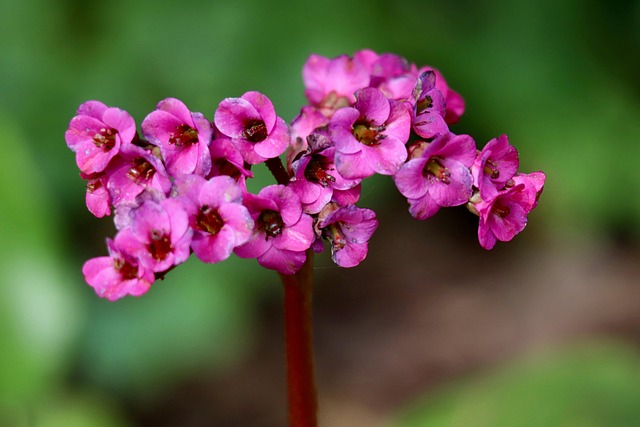 Free Bergenie Flower Background photo and picture