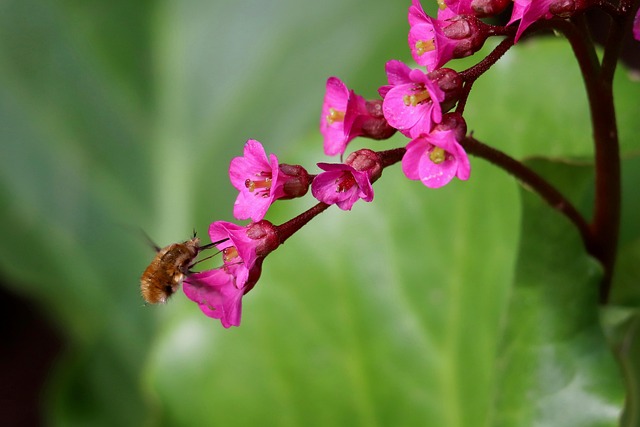 Free Wollschweber Thickleaf Bergenia photo and picture