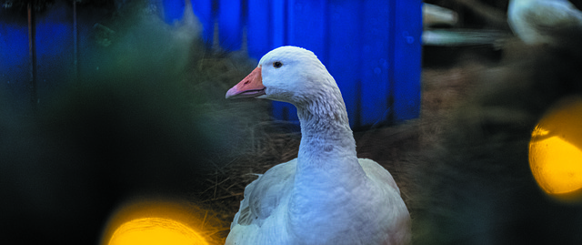 Gans, Tier, Vogel, Schnabel, Gefieder