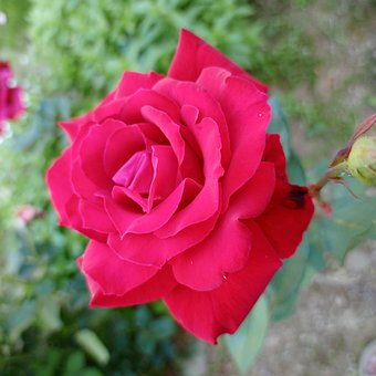 Free Flower Hybrid photo and picture