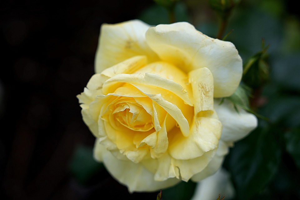 Rosa Primavera - Free photo on Pixabay - Pixabay