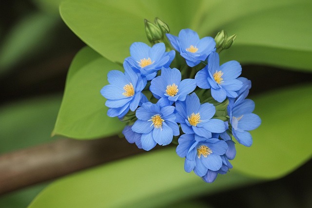 Free forget me not blue spring illustration