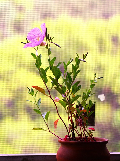 Free Evening Primrose Pistil photo and picture