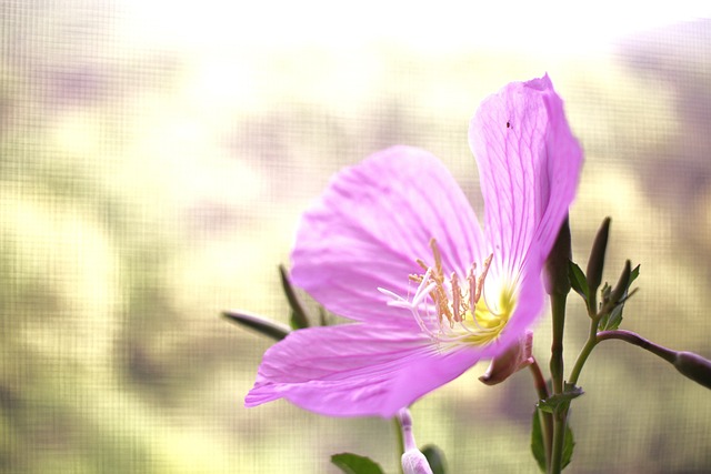 Free Evening Primrose Plant photo and picture