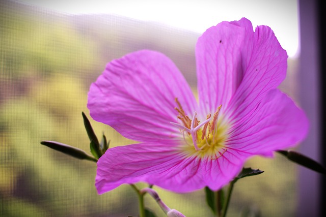 Free Evening Primrose Plant photo and picture