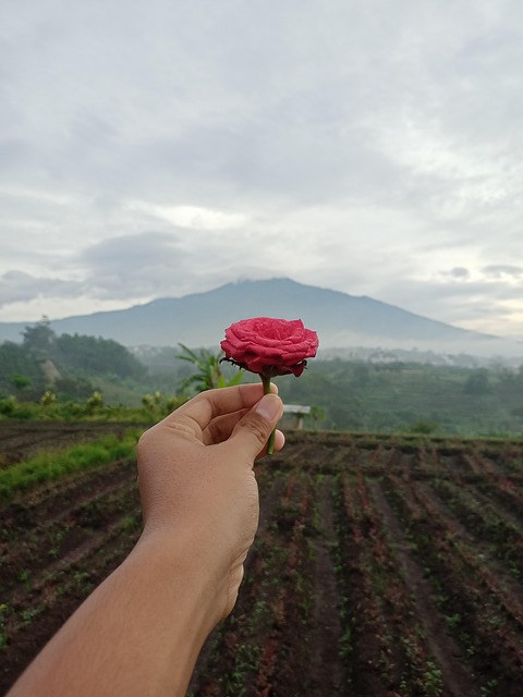 Free Flower Rose photo and picture