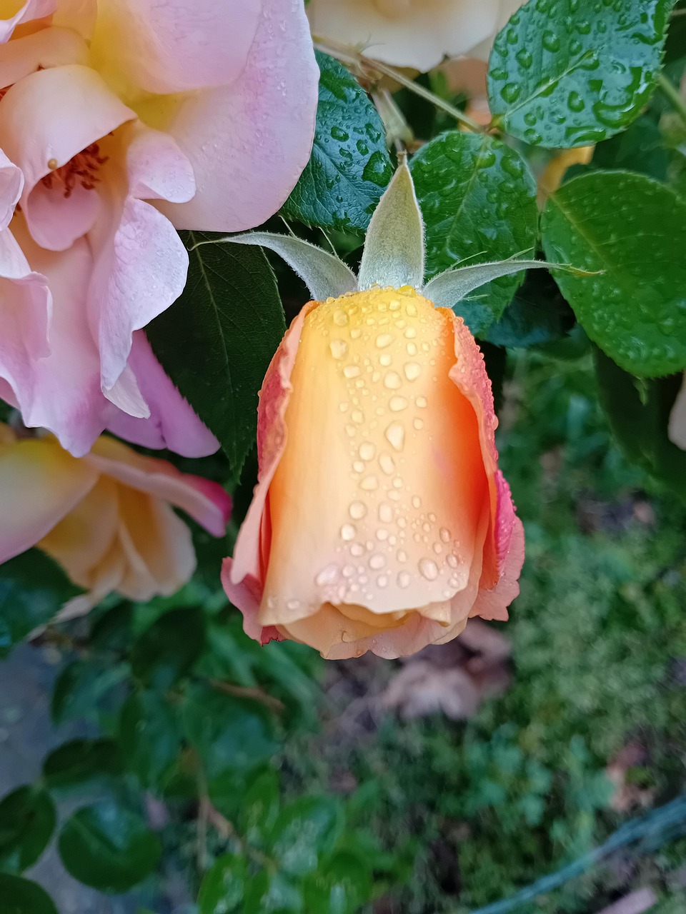 Pink Embun Pagi - Foto gratis di Pixabay - Pixabay