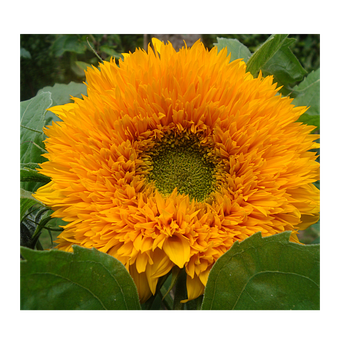 Free Sunflower Nature illustration and picture