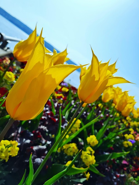 Flor, Naturaleza