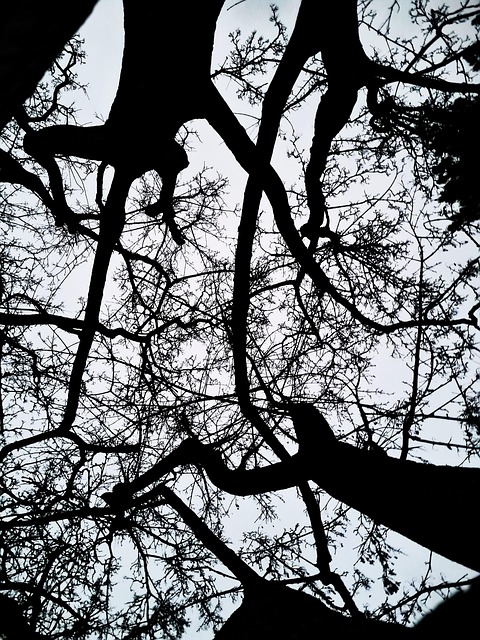 Árbol, Naturaleza, Paisaje, Otoño