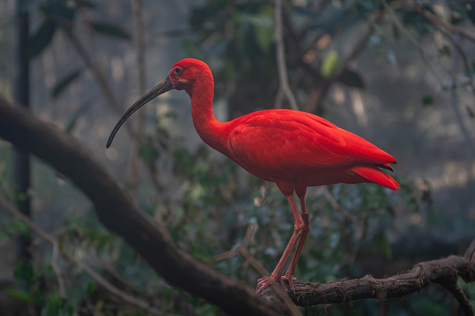Bird Red Ibis Free Photo On Pixabay Pixabay
