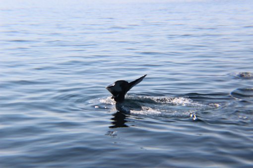 Free Whale Whales photo and picture