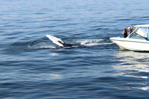 Free Whale Whales photo and picture