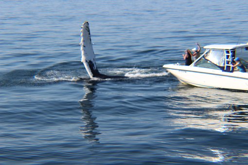 Free Whale Whales photo and picture