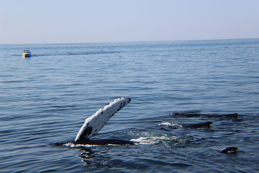 Free Whale Whales photo and picture