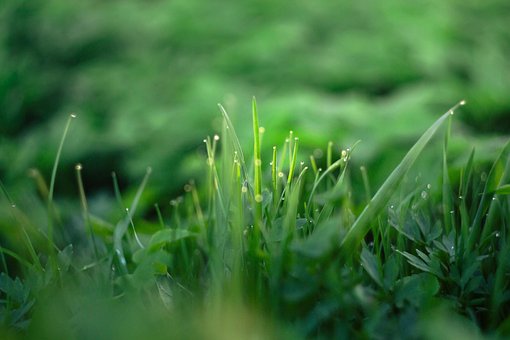 Gras, Die Natur, Green, Pflanze, Tau