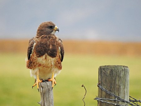 Free Red Tail Hawk Bird photo and picture
