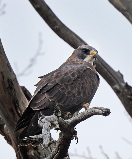 Free Hawk Bird photo and picture