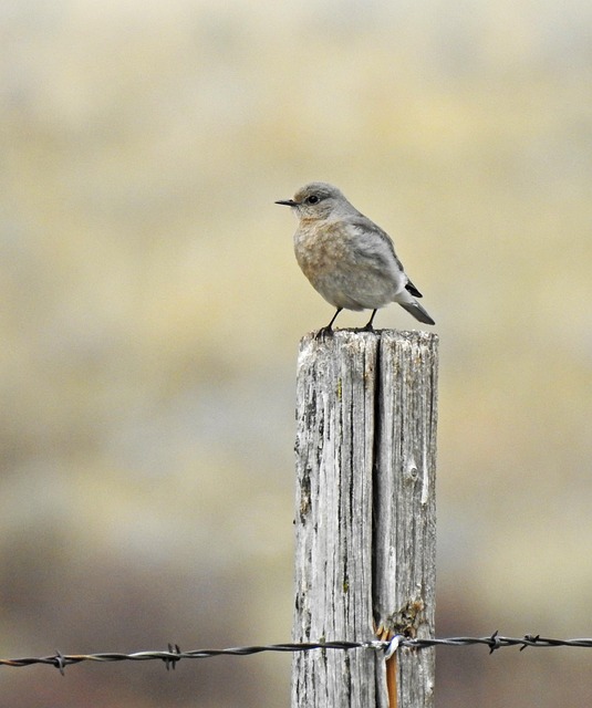 Free Bluebird Male Blue Bird photo and picture