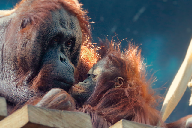 Download free HD stock image of Orangutan Ape Free orangutan ape primate illustration