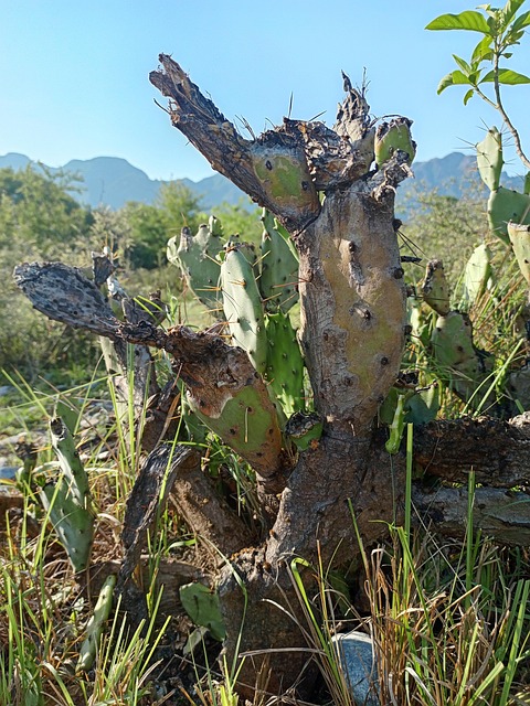 Free Forest Plants photo and picture
