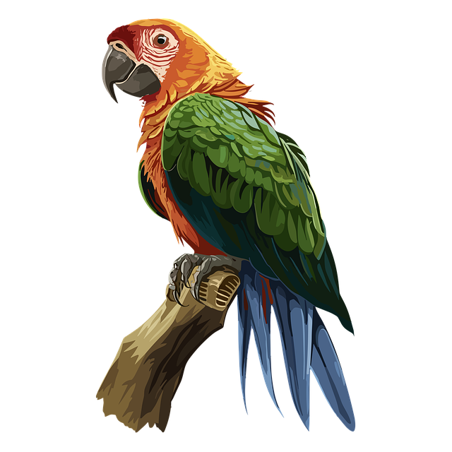 Free bird parrot beak illustration
