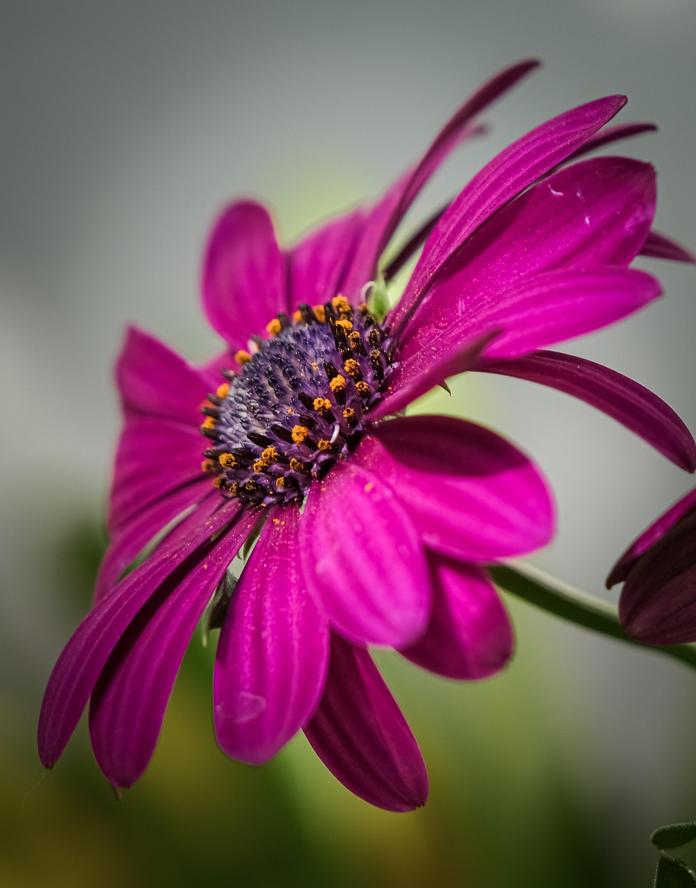 Fleur Bloom Fleurir Le - Photo gratuite sur Pixabay - Pixabay