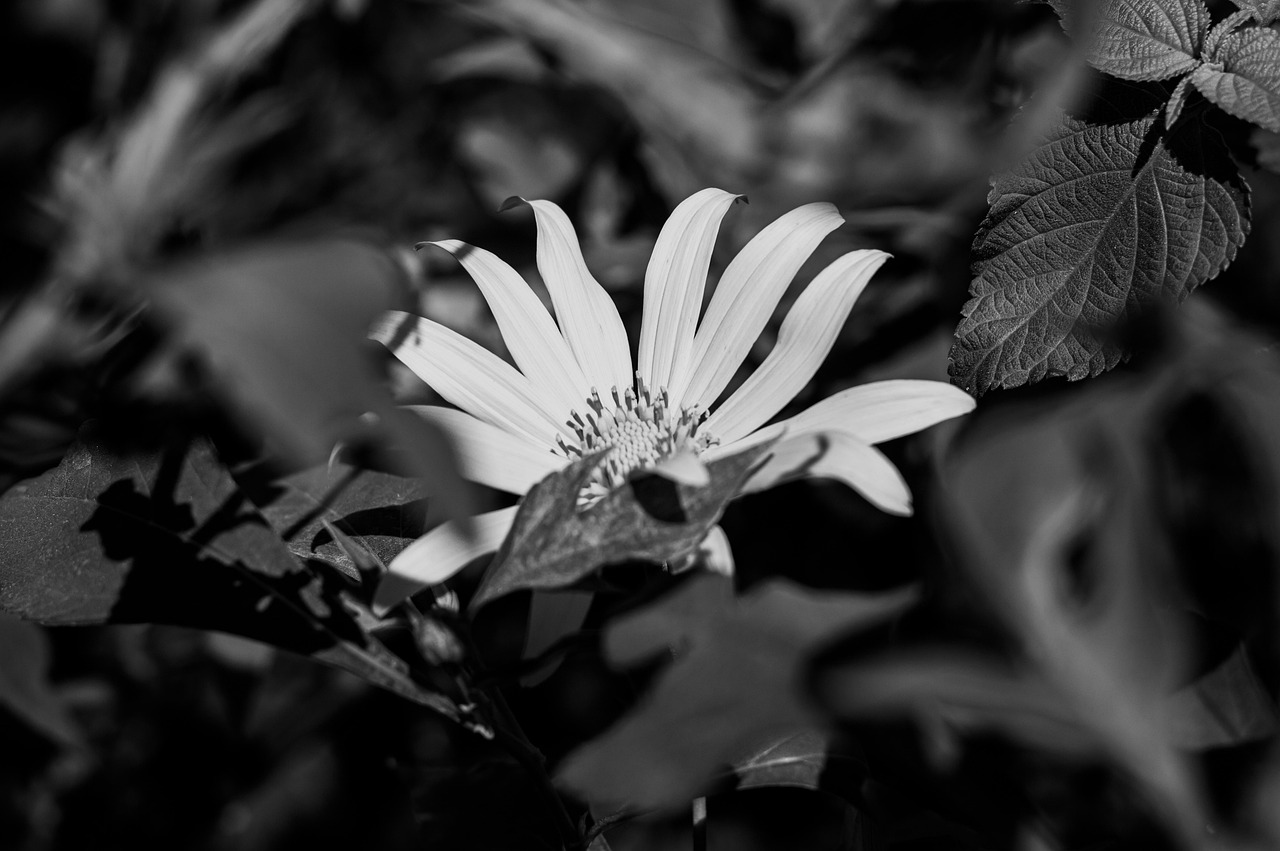 Nature Bloom Le Printemps - Photo gratuite sur Pixabay - Pixabay