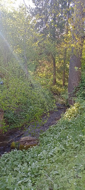 Vild Hvidløg, Natur, Urter, Grøn, Skov