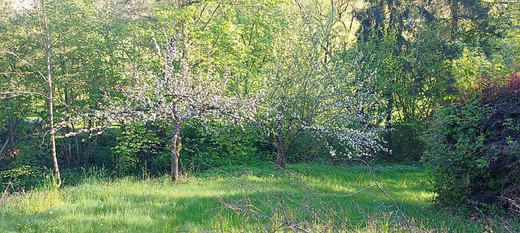 Forår, Natur, Blomst, Blomstre