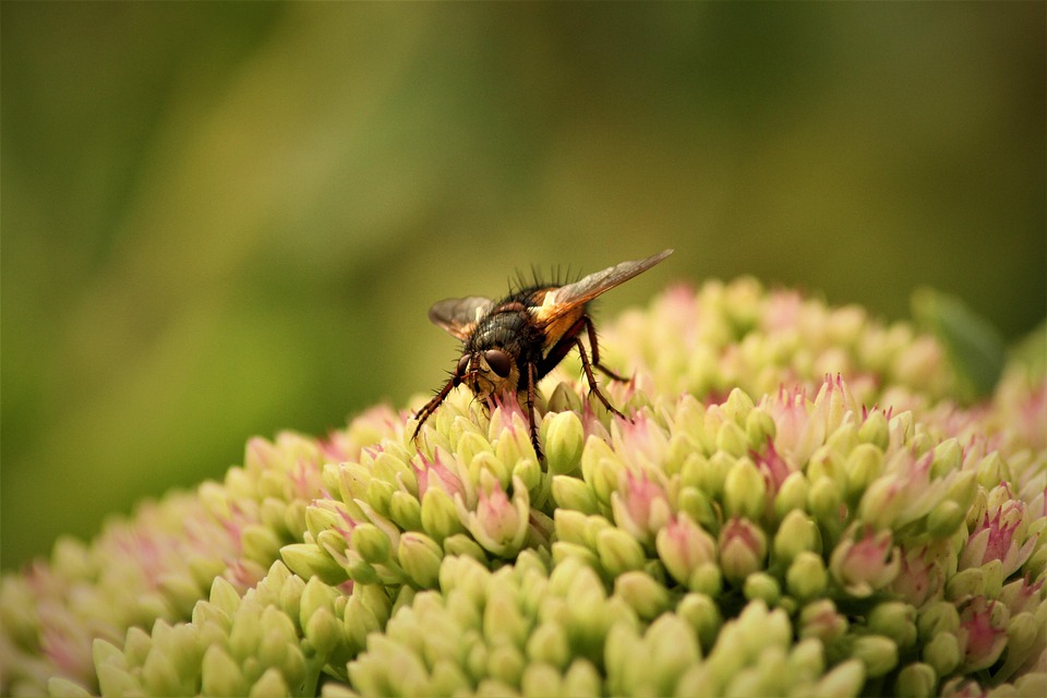 Fly Insekt Vinger - Gratis foto på Pixabay - Pixabay