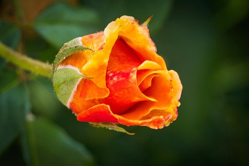 Free Rose Flower photo and picture
